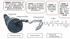 重组人源化胶原蛋白领域先行者，花皙蔻创新牡丹生物芯打造盛世美颜