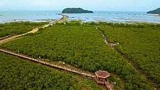 滨海生态再添新绿  各方聚力共护生物多样性   马爹利在琼粤两地同步启动红树林保护项目第三阶段工作