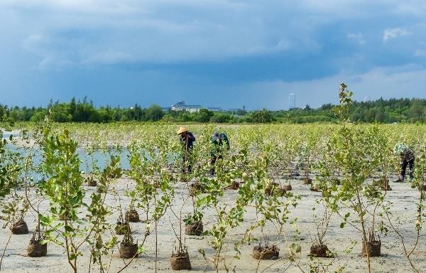 滨海生态再添新绿  各方聚力共护生物多样性   马爹利在琼粤两地同步启动红树林保护项目第三阶段工作