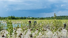 滨海生态再添新绿  各方聚力共护生物多样性   马爹利在琼粤两地同步启动红树林保护项目第三阶段工作