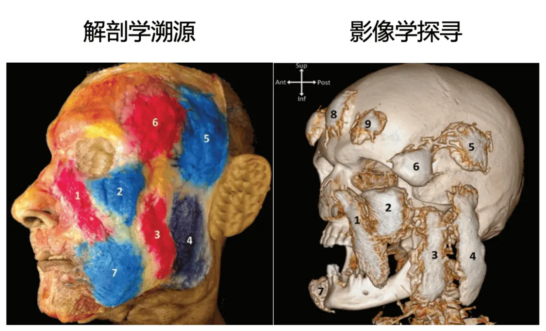 俊泰医疗薛志强博士接受中国医美科普：解析馒化修复诊疗路径