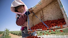 药材好，药才好——求解道地药材何以地道